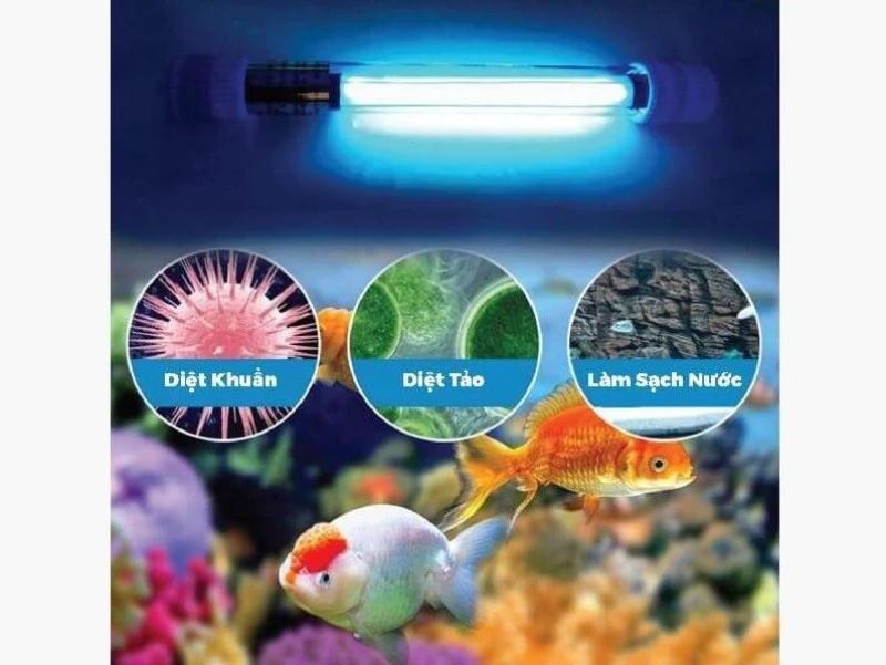 Cách Sử Dụng Đèn UV Cho Bể Cá Đúng Cách, Không Gây Hại