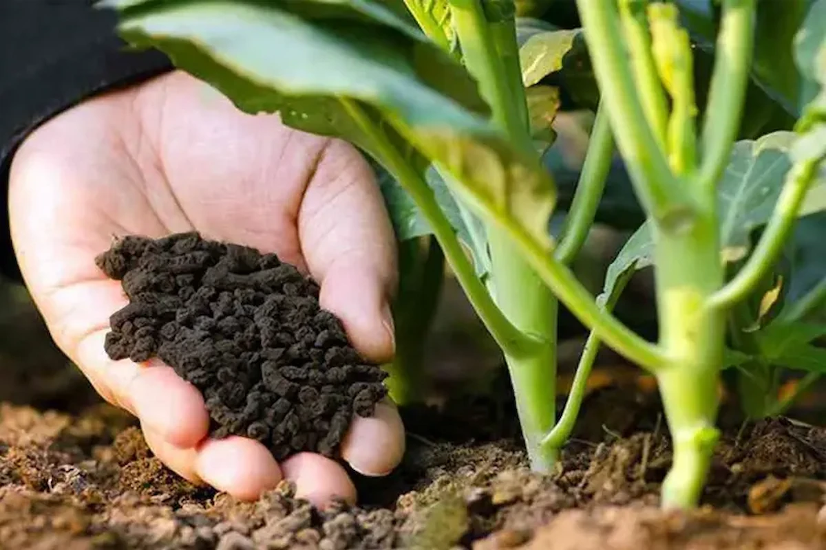 Than hoạt tính Trà Bắc TB2