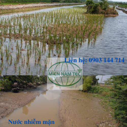 SỬ DỤNG NƯỚC NHIỄM MẶN CÓ HẠI HAY KHÔNG?